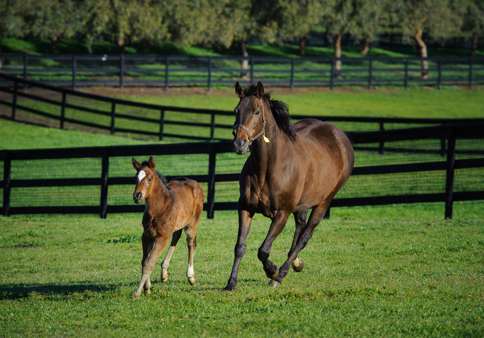 Mother and baby horse running through a fenced pasture